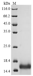 Recombinant Viscum album Chitin-binding lectin - image 1