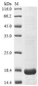 Recombinant Olea europaea Pollen allergen Ole e 7, partial - image 1
