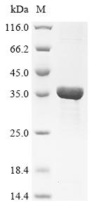 Recombinant Canavalia lineata Concanavalin-A - image 1