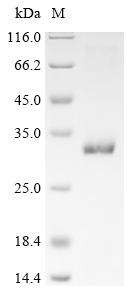 Recombinant Prunus persica Thaumatin-like protein 2 - image 1