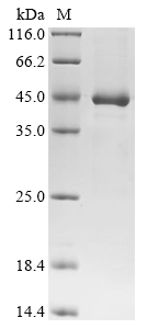 Recombinant Unknown prokaryotic organism Phosphate-binding protein - image 1