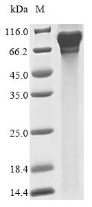 Recombinant Gossypium hirsutum BEL1-like homeodomain protein 1 (BLH1) - image 1