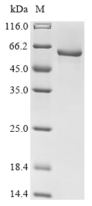 Recombinant Arabidopsis thaliana At1g09870/F21M12_26 (At1g09870) - image 1