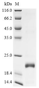 Recombinant Viscum album Viscotoxin-C1 - image 1