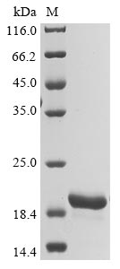 Recombinant Griffithsia sp. Griffithsin (X31S) - image 1