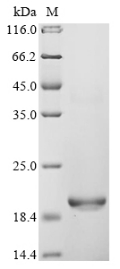 Recombinant Quercus alba Major pollen allergen Que a 1, partial - image 1