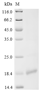 Recombinant Apis mellifera Allergen Api m 6.03 / Api m 6.04 - image 1