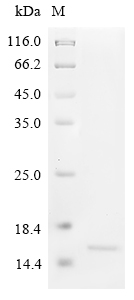 Recombinant Dactylis glomerata Pollen allergen Dac g 3, partial - image 1