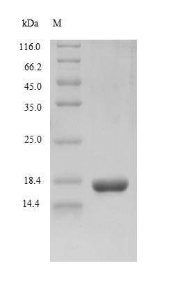 SDS-PAGE- Recombinant protein Rhesus gB