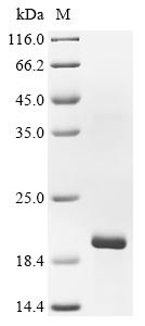 Recombinant Lucilia sericata Lucifensin - image 1
