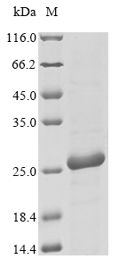 Recombinant Apium graveolens Major allergen Api g 1, isoallergen 2 - image 1