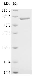 Recombinant Mouse Tubulin beta-5 chain (Tubb5) - image 1