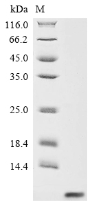 (Tris-Glycine gel) Discontinuous SDS-PAGE (reduced) with 5% enrichment gel and 15% separation gel. (Tris-Glycine gel) Discontinuous SDS-PAGE (reduced) with 5% enrichment gel and 15% separation gel.