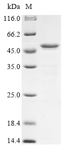 (Tris-Glycine gel) Discontinuous SDS-PAGE (reduced) with 5% enrichment gel and 15% separation gel.