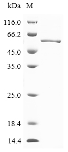 Recombinant Canine coronavirus Nucleoprotein (N) - image 1