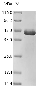 Recombinant Escherichia coli RNA polymerase sigma factor RpoH (rpoH) - image 1