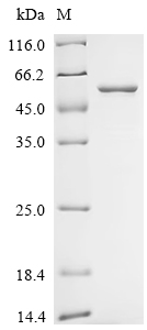 Recombinant Mesomycoplasma hyopneumoniae 46 kDa surface antigen (p46) - image 1