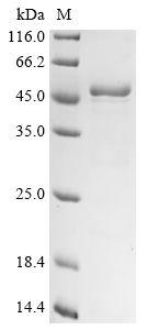 Recombinant Staphylococcus aureus Type VII secretion system accessory factor EsaA (esaA) , partial - image 1