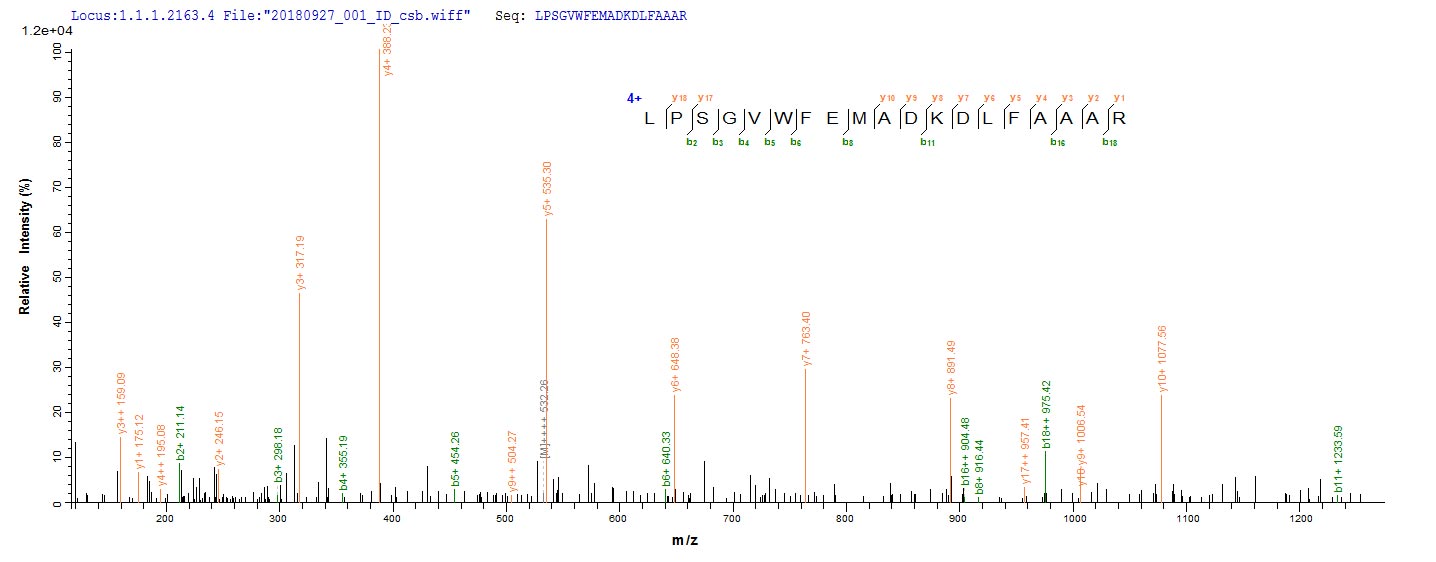 Based on the SEQUEST from database of E.coli host and target protein, the LC-MS/MS Analysis result of CSB-EP314306VBH could indicate that this peptide derived from E.coli-expressed Escherichia coli traY. Based on the SEQUEST from database of E.coli host and target protein, the LC-MS/MS Analysis result of CSB-EP314306VBH could indicate that this peptide derived from E.coli-expressed Escherichia coli traY.