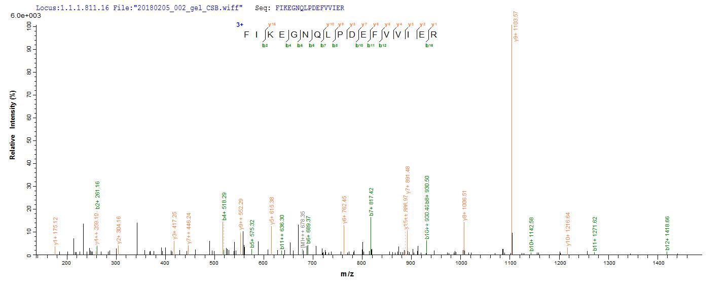 LC-MS Analysis 2- Recombinant protein Streptococcus ply