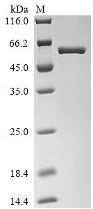 Recombinant Streptococcus pneumoniae serotype 4 Pneumolysin (ply) - image 1