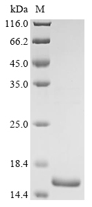 Recombinant Staphylococcus aureus Type VII secretion system accessory factor EsaB (esaB) - image 1