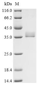 Recombinant Alternaria alternata Probable NADP-dependent mannitol dehydrogenase - image 1