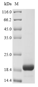 Recombinant Ornithorhynchus anatinus Defensin-A1 - image 1