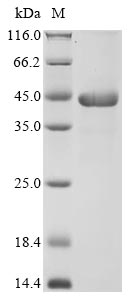 (Tris-Glycine gel) Discontinuous SDS-PAGE (reduced) with 5% enrichment gel and 15% separation gel.