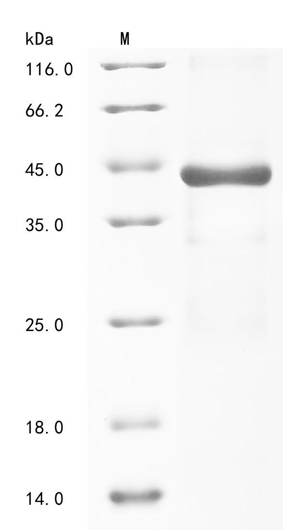 Recombinant Chlamydia trachomatis Virulence plasmid protein pGP3-D - image 1