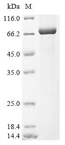 Recombinant Human Serine protease 56 (PRSS56) - image 1