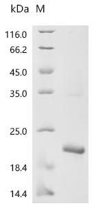 Recombinant Mycobacterium tuberculosis Metallothionein (mymT) - image 1