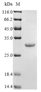Recombinant Epstein-Barr virus Secreted protein BARF1 (BARF1) - image 1