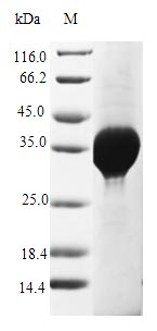 Recombinant Saccharomyces cerevisiae Copper metallothionein 1-1 (CUP1-1) - image 1