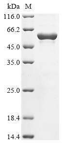 Recombinant Canavalia gladiata Canavalin - image 1