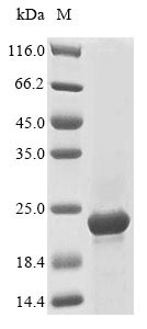 Recombinant Vaccinia virus Protein A27 (VACWR150) - image 1