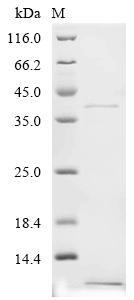 Recombinant Potato leafroll virus Protein P1, partial - image 1