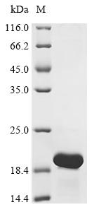 Recombinant Pseudomonas syringae pv. tomato Copper resistance protein C (copC) - image 1
