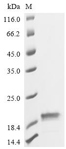 Recombinant Escherichia coli Colicin-E9 immunity protein (imm) - image 1