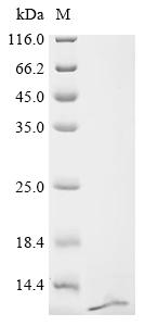 Recombinant Bacillus phage PBS2 Uracil-DNA glycosylase inhibitor (UGI) - image 1