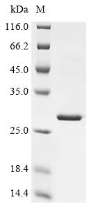 Recombinant Enterobacteria phage K3 Holin (T) , partial - image 1
