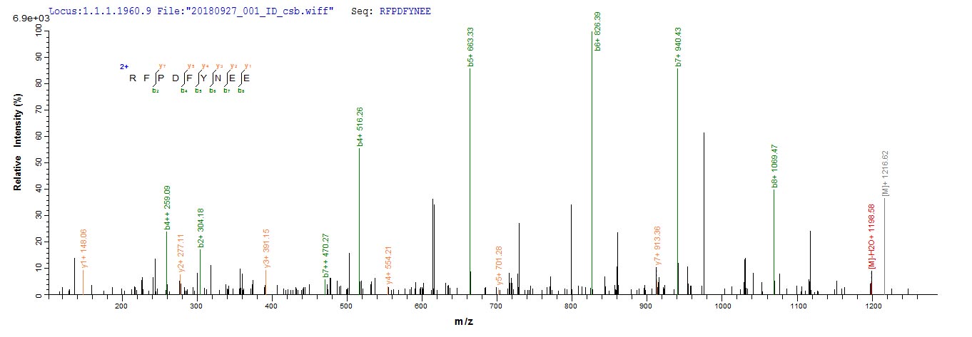 Based on the SEQUEST from database of E.coli host and target protein, the LC-MS/MS Analysis result of CSB-EP319205ENL could indicate that this peptide derived from E.coli-expressed Escherichia coli traY. Based on the SEQUEST from database of E.coli host and target protein, the LC-MS/MS Analysis result of CSB-EP319205ENL could indicate that this peptide derived from E.coli-expressed Escherichia coli traY.