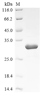 Recombinant Saccharomyces cerevisiae DNA-binding protein RAP1 (RAP1) , partial - image 1