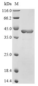 Recombinant Escherichia coli RNA polymerase sigma factor rpoS (rpoS) - image 1