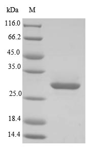 (Tris-Glycine gel) Discontinuous SDS-PAGE (reduced) with 5% enrichment gel and 15% separation gel.