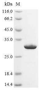 (Tris-Glycine gel) Discontinuous SDS-PAGE (reduced) with 5% enrichment gel and 15% separation gel.