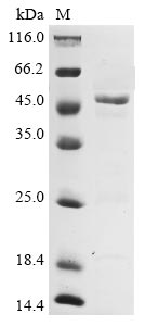 Recombinant Avian infectious bronchitis virus Nucleoprotein (N) - image 1