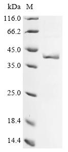 Recombinant Oryza sativa subsp. japonica Glutelin type-B 4 (GLUB4) , partial - image 1