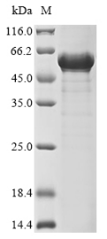 Recombinant Bovine coronavirus Nucleoprotein (N) - image 1