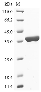 (Tris-Glycine gel) Discontinuous SDS-PAGE (reduced) with 5% enrichment gel and 15% separation gel.
